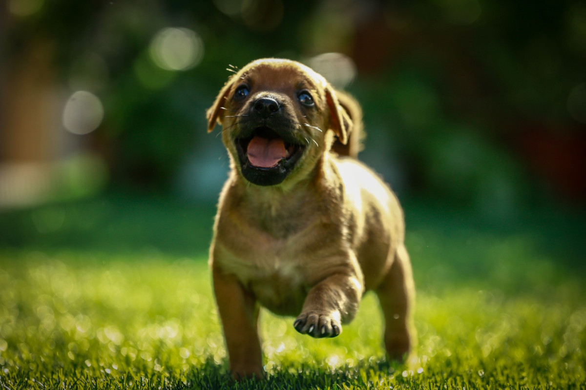 No momento, você está visualizando Prefeitura do Recife firma parceria com a multinacional MARS para turbinar adoções de filhotes no Adota Pet