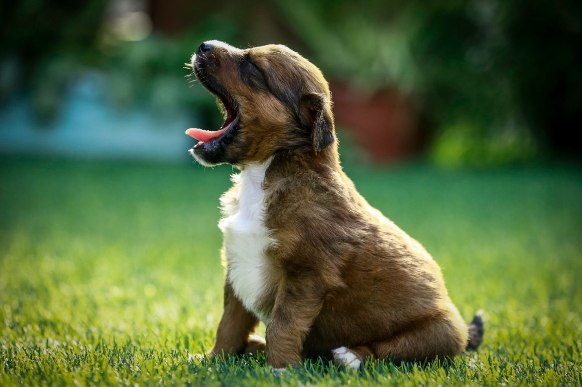 No momento, você está visualizando Adota PET Recife amplia participação popular e passa a permitir doação de filhotes por cidadãos