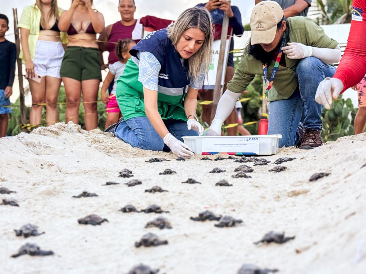 Leia mais sobre o artigo Público acompanha nascimento de tartarugas na praia de Gaibu