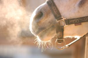 Leia mais sobre o artigo Cuidados com a saúde respiratória dos equinos devem ser reforçados no inverno