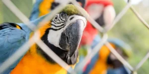 Leia mais sobre o artigo População global de animais silvestres cai mais de 70% em quase 50 anos