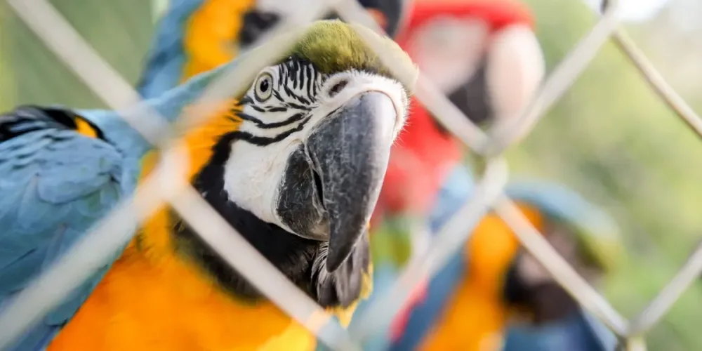 Leia mais sobre o artigo População global de animais silvestres cai mais de 70% em quase 50 anos